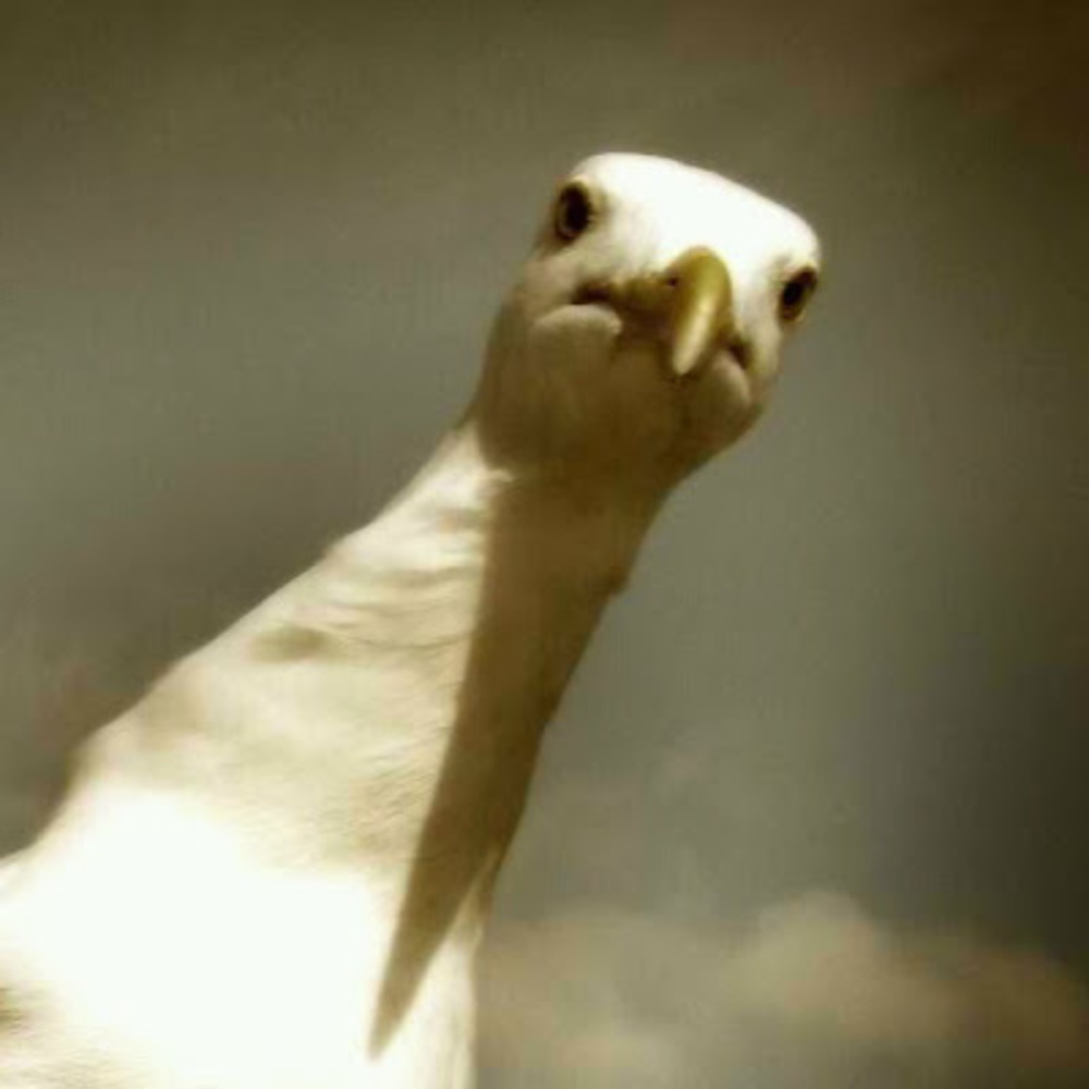 Meet your Posher, Claudia